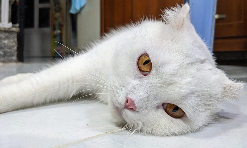 Sữa's photo